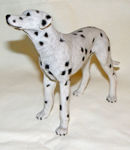 Picture of Dog - Dalmata