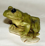 Picture of Frog