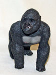 Picture of Gorilla