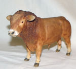 Picture of Limousin Bull