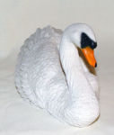 Picture of Swan