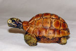 Picture of Turtle