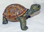 Picture of Turtle