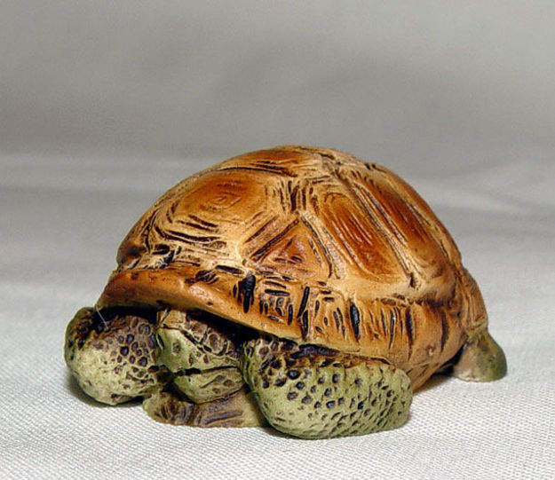 Picture of Turtle in shell