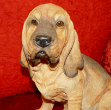Picture of Bloodhound sitting
