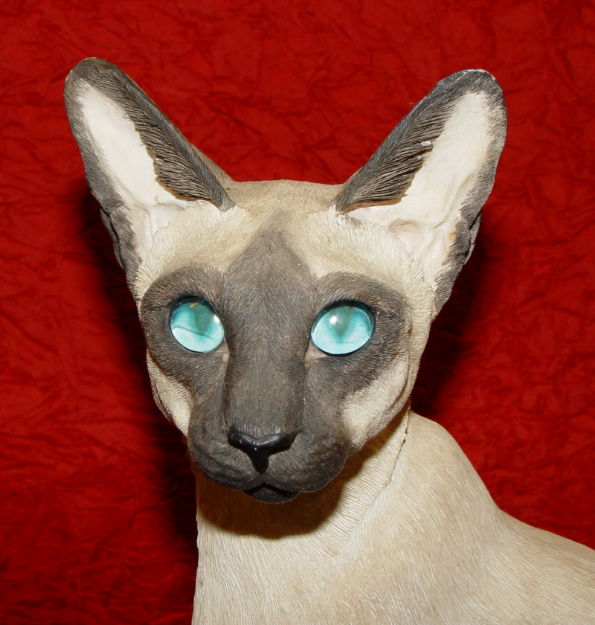 Picture of Siamese Cat